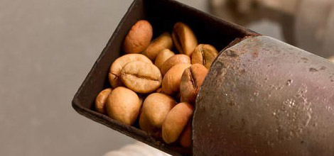 볶은 원두 - 색이 어두울수록 카페인 함량이 낮습니다.